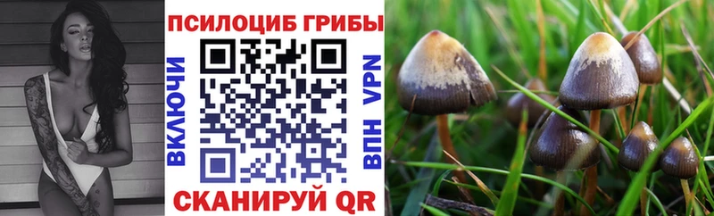 Галлюциногенные грибы мицелий  Кировск 